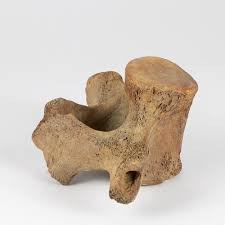 Our prices come straight from developers, property owners and local agencies. Lot A Whale Bone Vertebrae 3 1 4 X 8 1 2 X 5 In 8 3 X 21 6 X 12 7 Cm