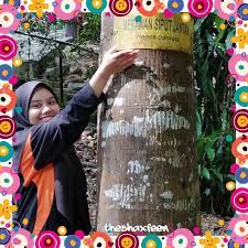 Balau 6.merawan siput jantan 7. Theshaxfeen Pokok Merawan Siput Jantan Shopee Malaysia