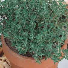 Recently, i discovered a great way to quickly and easily grow houseplants from seed. Thyme Seeds Sow Easy Mckenzie Seeds
