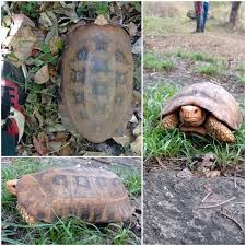Aldabra Tortoise