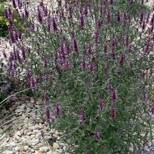 Die Besten Dauerbluher Fur Endlos Schone Staudenbeete Staudenbeet Dauerbluher Mehrjahrige Blumen
