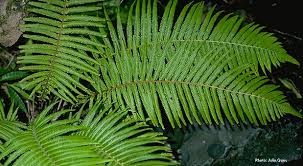 Image result for Pneumatopteris