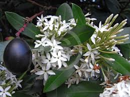 Image result for Acokanthera laevigata