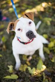 If you'd like to meet her come on over to the adoption centre cicada lane urangan. Fresno Humane Animal Services Fresno Humane Animal Services