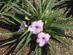 The flowers can be pink, cherry red, blue, yellow, lime green, magenta, or orange. Texas Superstar