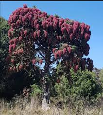 Image result for Carex runssoroensis