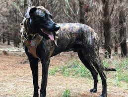 He is a loving, energetic, intelligent young man who is looking for a home where he will have long countryside walks and where someone is around all day and has time to spend with him. Get To Know The Different And Surprising Greyhound Mix Breeds K9 Web