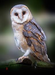 I'm most active on twitter, and will most likely keep my sketches and smaller works flowing there. Barn Owl Tyto Alba Hi Thank You Very Much For Your Comments Faves And Likes It S Much Appreciated Best Regards Jean Claude Owl Barn Owl Owl Photography