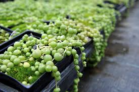 We did not find results for: String Of Pearls Plant Tips For Growing A Rosary String Of Beads Plant