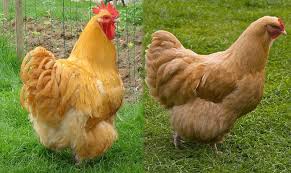 She will lay eggs all by herself. Buff Orpington Rooster Vs Hen Spotting The Difference With Pictures Pet Keen