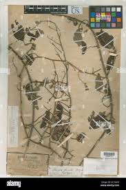 Image result for Illigera