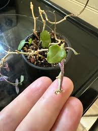 Image result for Senecio milanjianus