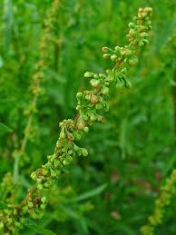 Image result for Rumex crispus