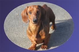 Look at pictures of dachshund puppies who need a home. Ellie Starsky Smooth Coat Dachshund Puppies Louie S Miniature Dachshunds