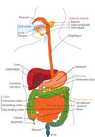 Click on the labels below to find out more about your organs. Free Photo Lungs Anatomy Diagram Human Internal Body Organ Max Pixel