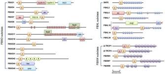 Can i find my bill online? Deregulation Of F Box Proteins And Its Consequence On Cancer Development Progression And Metastasis Abstract Europe Pmc