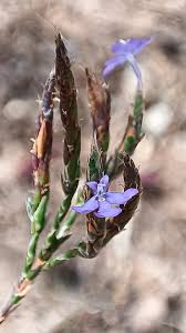 Image result for Elytraria