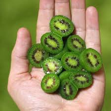 This item is an extra female for those who already have a male. Hardy Kiwis For Cold Climate Gardeners Laidback Gardener