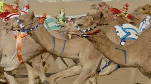 Camel racing in saudi arabia: Bbc Two Wild Arabia