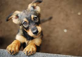 We did not find results for: How Much Does A Dog Or Puppy Cost