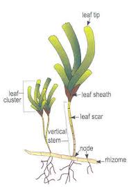 Image result for Thalassia hemprichii