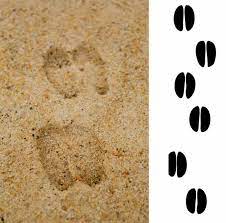 Rätsel tierspuren / rätsel tierspuren / kostenlose lustige und einfache rätsel. Tierfahrten Lesen Tierspuren Erkennen Outdoorcamp De