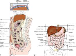 Maybe you would like to learn more about one of these? Abdomen Radiology Key