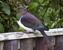 Birds Chirping In The Morning Mp3 Download New Zealand Wood Pigeon Wood Pigeon Pigeon New Zealand