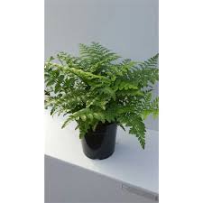 Image result for Asplenium preussii