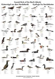 Coastal Birds Poster Kystfugle Fra Nordatlanten Kustervogel Aus Dem Nordatlantik Coastal Birds Bird Poster Animals Name List