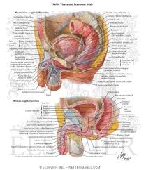 This can effectively educate everyone on the female human body. Pelvic Viscera And Perineum Male