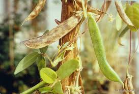 Image result for Macrotyloma africanum