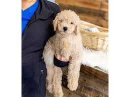 See goldendoodle (miniature) pictures, explore breed traits and characteristics. F1b Mini Goldendoodle Dog Male Light Gold 2622605 The Barking Boutique
