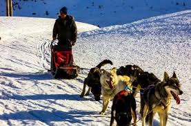 Chien de traîneau en alsace toute l'année… fort d'une expérience de 15 ans dans le domaine du mushing sur les crêtes vosgiennes; Bapteme En Chiens De Traineaux