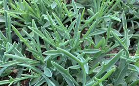 Image result for Senecio consanguineus