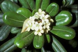 Image result for Pittosporaceae