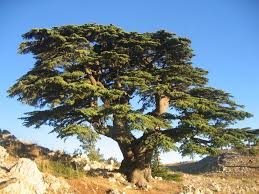 It is a large evergreen conifer that has great religious and historical significance in the cultures of the middle east, and is referenced many times in the literature of ancient civilisations. Libanoni Cedrus Leirasa Elosztasa Hasznalata Es Termesztese Otthon