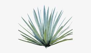 agave inulin agave azul png image transparent png free download on seekpng agave inulin agave azul png image