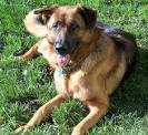 - Virginia German Shepherd Rescue - ADOPTIONS - Rescue Me!