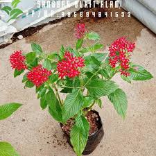 Gambar bunga yang cantik dan indah seperti bunga teratai, dahlia, aster, bakung, melati, mawar dan berbagai jenis gambar bunga ini cocok untuk kamu jadikan walpaper hape, laptop, dan. Jual Tanaman Hias Bunga Pentas Lanceolata Bunga Warna Warni Di Lapak Sanggar Bukit Alam Bukalapak