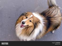 Dog ear skin problem dog ear skin problem reader question: Dog Breeds Collie Image Photo Free Trial Bigstock