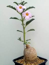 Image result for Pterodiscus aurantiacus