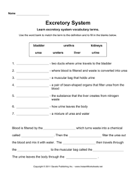 Excretory System Excretory System Body Systems Worksheets Teaching Body Systems