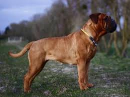 All news about the team, ticket sales, member services, supporters club services and information about barça and the club. Barselona