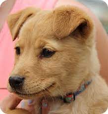 Fill out an application must be 21 to adopt. Angel Adopted Puppy Stamford Ct Golden Retriever Mix Golden Retriever Golden Retriever Mix Puppy Adoption