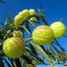 Image result for Gomphocarpus physocarpus