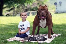I mean, there are prices and different pages stating how much pitbulls are but i can relate with the need to know on how you can select the best pup for you especially since the prices are varied. How Much Do Xl Pitbulls Cost