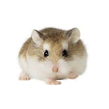 All hamsters are nocturnal, meaning they play and eat during the night and rest during the day. Female Roborovski Dwarf Hamster For Sale Live Small Pets Petsmart