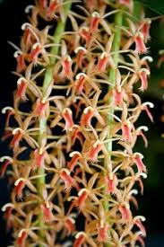 Image result for Liparis tridens