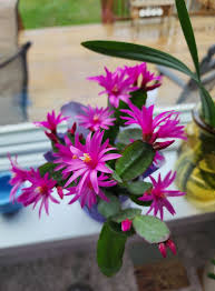 I've only had my plant for about a month and am worried that something is  wrong with it. The end leaves are falling off. When I got it I put it in